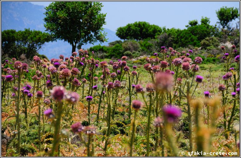 Photo report of a stay in Sfakia and Crete, May 2008